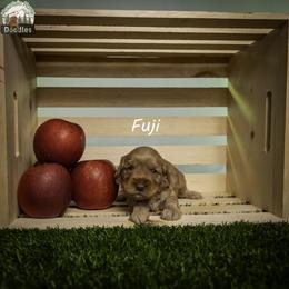Fuji - Apricot female Australian Labradoodle puppy in Cashmere, Washington from Mountain Home Doodles