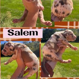 SALEM - Harlequin female Great Dane puppy in Wellsville, New York from Prophecy Danes