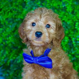 Pierce - Apricot male Goldendoodle puppy in Brandon, Florida from Murphys Doodles