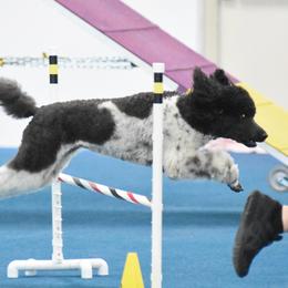 Poodles from Topnotch Poodles
