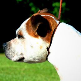 Nova - Staffordshire Bull Terrier