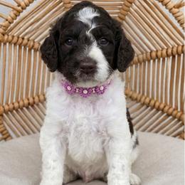 Pink Collar girl (Journey) - Parti female Labradoodle puppy in Granite Falls, North Carolina from Carolina Goldendoodles
