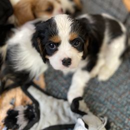 Cavalier King Charles Spaniel Puppies from Heartland Cavaliers