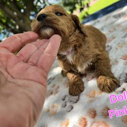 Cockapoo Puppies from Ashley Dedmon