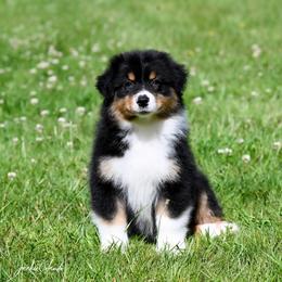 Boy 4 - Black tri-color male Australian Shepherd puppy in Rochester, Massachusetts from Clover Creek Aussies