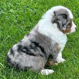 Girl 4 Glory - Blue merle female Miniature Australian Shepherd puppy in Bristow, Iowa from Pine Ridge Toy and Mini Aussies