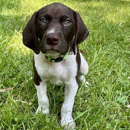 German Shorthaired Pointer Puppies from Tipsy Rabbit GSP TopDog Kennel