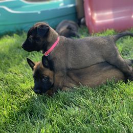 Belgian Malinois Puppies from Tehachapi Malinois