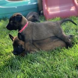 Belgian Malinois Puppies from Tehachapi Malinois