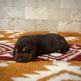Woodrow - Liver and tan male Bloodhound puppy in Marvell, Arkansas from Hat Creek Kennel