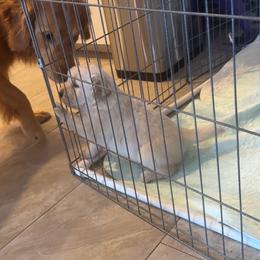 GPDs Connor Macleod There Can Be Only One - Light golden male Golden Retriever puppy in Aliso Viejo, California from Golden Puppy Dog
