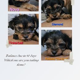 Yorkipoo and Yorkshire Terrier Puppies from Furrever Puppy Co.