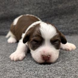 Hot Fudge Sundae - Chocolate male Havanese puppy in Marysville, Ohio from Sweet Confections Havanese