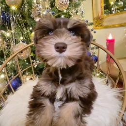 Talia double blue eyes and a Lions tail - Liver female Miniature Schnauzer puppy in Panama City, Florida from Emerald Coast Schnauzers