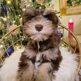 Talia double blue eyes and a Lions tail - Liver female Miniature Schnauzer puppy in Panama City, Florida from Emerald Coast Schnauzers