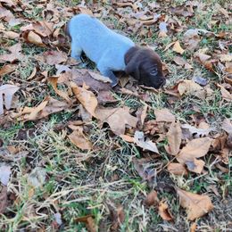 Mr Big 3 - Liver roan male German Shorthaired Pointer puppy in Troy, North Carolina from Uwharrie GSP