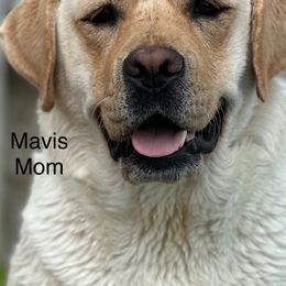 Labrador Retrievers from Jamie Schlenker