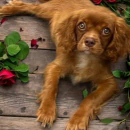 Ginger - Cavalier King Charles Spaniel