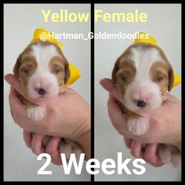 Yellow - Apricot female Goldendoodle puppy in Upland, California from Hartman Goldendoodles