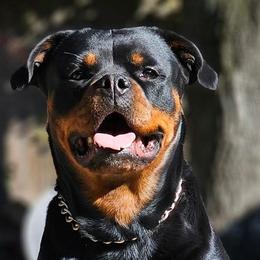 Sargeant - Rottweiler