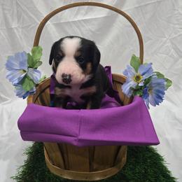 Rachel - Black white and tan female Entlebucher Mountain Dog puppy in New Cordell, Oklahoma from QH Entlebucher Kennel