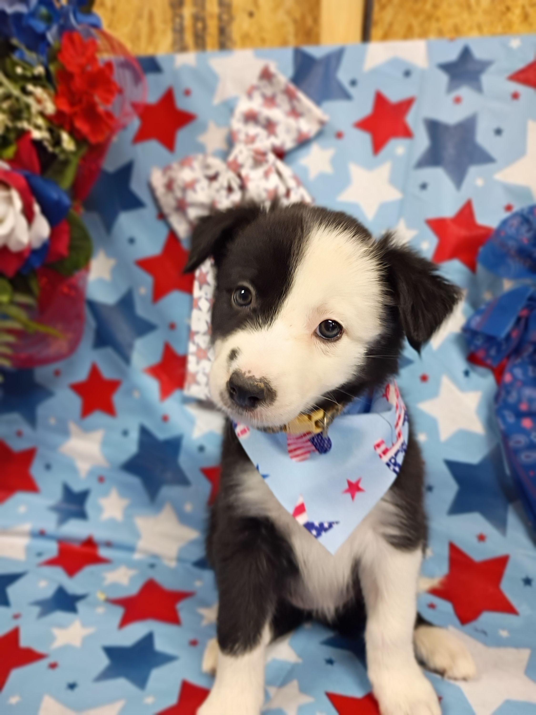 Disco (Terra) - Black and white female Border Collie puppy in Max, Nebraska from Stag Valley Homestead