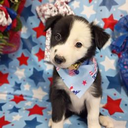 Disco (Terra) - Black and white female Border Collie puppy in Max, Nebraska from Stag Valley Homestead