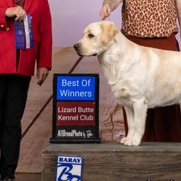 Labrador Retrievers from Blue Line Labradors