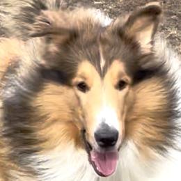 Collies from Lassie and Laddie Rough Collies