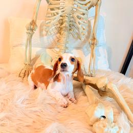 Hunter - Dapple male Dachshund puppy in Washburn, Tennessee from Clinch Mountain Dachshunds