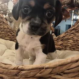 Dolly - Black tan and white female Beagle puppy in Salina, Kansas from Peace Love frenchies
