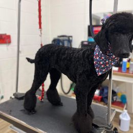 Miniature Schnauzer and Poodle All Grown Up from Bewitching Kennels