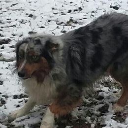 BRODY - Australian Shepherd
