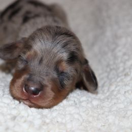 Dapple male 2 - Dapple male Dachshund puppy in Pontotoc, Mississippi from Doubletake Doodles & Dachshunds
