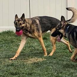 German Shepherd All Grown Up from TNT Pups