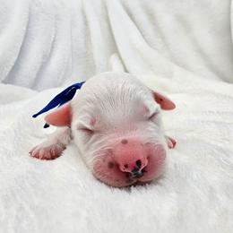 Dark Blue - White and black male Dalmatian puppy in Gray, Georgia from Fuller Spots