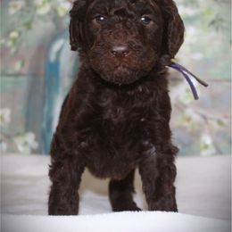 Goldendoodle Puppies from K9 Sidekicks, LLC