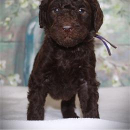 Goldendoodle Puppies from K9 Sidekicks, LLC