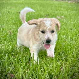 Poodle Puppies from Alysia Saleice Estes