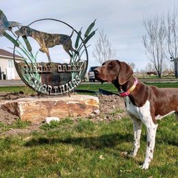 German Shorthaired Pointer All Grown Up from Moody Creek Kennel