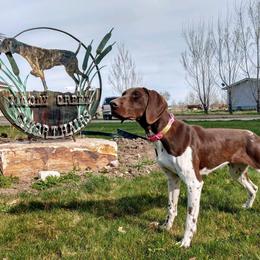 German Shorthaired Pointer All Grown Up from Moody Creek Kennel