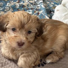 Boy 2 - Red male Havanese puppy in East Lansing, Michigan from VanCort's Happy Havanese