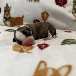 Bear - Brindle merle and white male Cardigan Welsh Corgi puppy in Mishawaka, Indiana from Squires Corgi Cottage