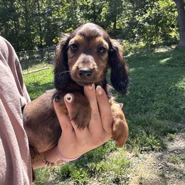 Lola - Wild boar female Dachshund puppy in Cabool, Missouri from Shannon Dachshunds