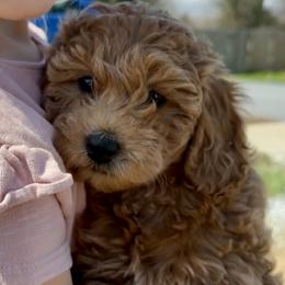 Sasha - Red female Cavapoo puppy in Lititz, Pennsylvania from Painter Puppies