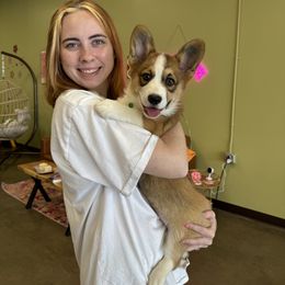 Boy 2 - White and red Pembroke Welsh Corgi puppy in Athens, Alabama from Southern Sass Corgis