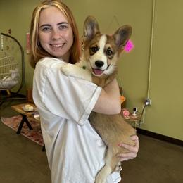 Boy 2 - White and red Pembroke Welsh Corgi puppy in Athens, Alabama from Southern Sass Corgis