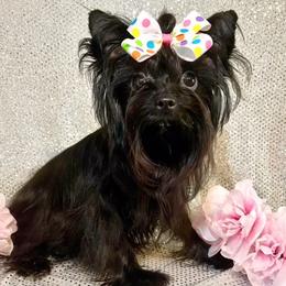 Winnie - Yorkshire Terrier
