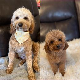 Goldendoodle puppies from High Desert Doodles - the original