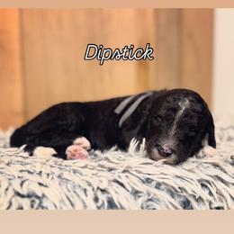 Girl 5 - Black and white female Sheepadoodle puppy in Danville, Indiana from Marley’s Doodle Ranch